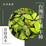 植得｜台灣原生種 牛樟｜多年生常綠喬木