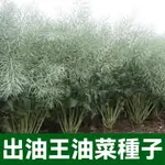 出油王油菜種子 油菜種子 觀賞油菜花種子 榨油食用油菜籽油 雜交高產油菜種子 耐寒耐旱 花卉種子 蔬菜種子