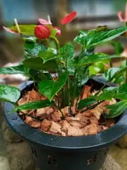 Coconut Husk dry chips 100% natural Organic Fiber Orchids Anthurium Growing SL