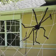 (150cm) Fake Spider Lifelike Halloween Posable Black Soft Hairy Fake