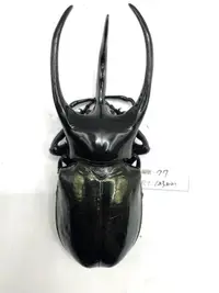 在飛比找露天拍賣優惠-Chalcosoma chiron janssensi.高卡