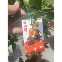 在飛比找蝦皮購物優惠-霏霏園藝掛果紅肉柳丁8吋盆紅盆特價一棵600元數量不多