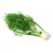 Organic Fennel – Fresh, healthy organic delivery | Doorstep Organics