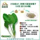 【綠藝家】大包裝A91.西螺大葉菠菜種子150克(約13500顆)