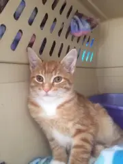 HELP SPAY NEUTER TNR FEED Sanctuary CATS NONPROFIT DONATES TO CAT RESCUE CHARITY