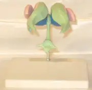 Ventricles & basal ganglia nuclei anatomical model brain anatomy teaching