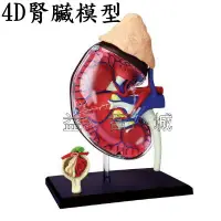 在飛比找蝦皮購物優惠-益智城《 腎臟模型 4D人體模型 4D器官模型 DIY模型/