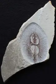 Cyclobatis oligodactylus Stingray 100% Natural Excellent Color - Fossils Lebanon