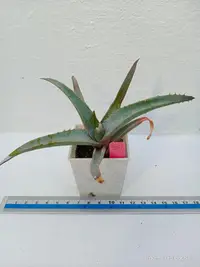 在飛比找Yahoo!奇摩拍賣優惠-glauca Aloe/多肉植物（裸根寄出）編號：561