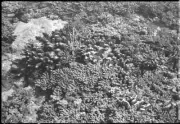 Queensland Coral Great Barrier Reef - Old Photo 5