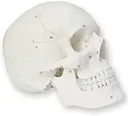 AUTENS Human Skull Model for Anatomy, 3 Part Life Size Numbered Medical Anatomical Adult Male Plastic Skull with Removable Cranium, Mandible, 8.3" x 5" x 6.3", Shows Most Major Foramen, Fossa, Canals