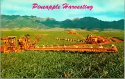 Libby's Fruits Pineapple Harvest Postcard unused (27179)