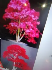 在飛比找Yahoo!奇摩拍賣優惠-特殊少見的日本無接枝品種紅楓樹槭樹，名字叫初星星，小葉鮮豔紅
