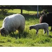 Namaste Farms; Working Sheep Farm In Heart Of Wine Country
