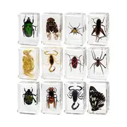 12 Pcs Insect Resin Specimen, Resin Animal Insect Taxidermy Kit Science Education Classroom Specime Transparent