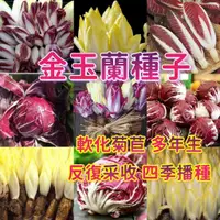 在飛比找蝦皮購物優惠-台園［開發票］收據 免運 金玉蘭菜種子 菊苣種子 軟化菊苣 