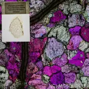 Favosites granulosus from Morocco thin section for polarised microscope