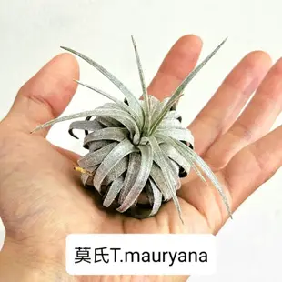 〔鳳梨草手〕空氣鳳梨-莫氏T.Mauryana，空鳳 空氣草 懶人植物 吊掛植栽