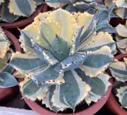 Rare liveSucculent plant Agave isthmensis Variegated Blurry Random Boutique SALE