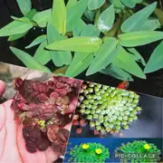 Aquatic Floater Pack ( 10x Red Root + 2x Bamboo Floater + 2 Mosaic Plant ) For Fish Shrimp Snail Tank Aquarium