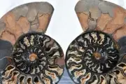 RARE 1in100 BLACK Ammonite PAIR Deep Crystals 110myo FOSSIL XL 240mm 9.5" 3237xx