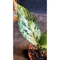 在飛比找蝦皮購物優惠-威爾森園藝-Aglaonema  Variegated斑葉粗