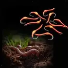 5 Pieces Worm Fly Professional Beginners with Storage Box Worm Fishing Lures