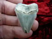 (S233-45) 1-3/4" Fossil MEGALODON Shark Tooth Teeth JEWELRY love sharks specimen