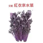 【蔬菜種子S173】紅衣京水菜~~莖及葉都是紅色，富含鐵質，對女性身體極有助益！