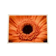 Galrie Stunning Close-Up of a Red Flower - Fine Art Photography, Wood Frame, 70 x 100cm (28 x 40inch)
