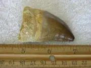 Dinosaur fossil teeth Jumbo Mosasaurus FD19