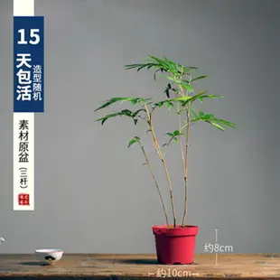 紅竹盆景觀音竹桌面綠植書房庭院陽臺植物小紅竹子苗竹子盆栽室內