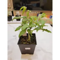 在飛比找蝦皮購物優惠-馬尚迪沒藥Commiphora marchandii植株