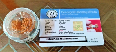Natural Gauri shankar rudraksha silver cap Pendent Lab certified Nepal origin