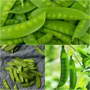 Pea (Snowpea) - Green Devil (PBR) seeds
