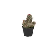 95mm Cactus Assorted