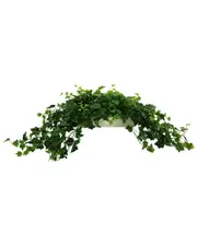 Creative Displays Traditional Ivy Arrangement In A Rectangular Planter