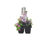 200mm Bacopa - Sutera cordata - Floweressence Range - 4 Pack