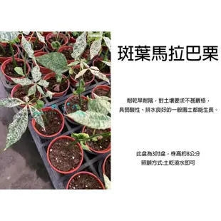 心栽花坊-斑葉馬拉巴栗/馬拉巴栗/3吋/室內植物/觀葉植物/綠化植物/售價180特價150