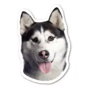Alaskan Malamute Magnet