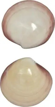 4 Tiger Clams Pair Polished Shells 3-4" (Set of 4)