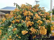 Buy Bougainvillea Thai Gold Flowering Tree (Bougainvillea glabra)