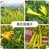 在飛比找蝦皮購物優惠-【黃花菜種子】 四季播種 超低價 金針菜籽 四季播種 天然補