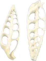 36 White Cerithium Center Cut Craft Shells 1.5-2" (Set of 36)