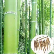 100 x Moso Bamboo Seeds. Phyllostachys Edulis Pubescens Giant Hardy Bamboo AU**