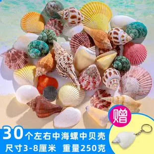 天然貝殼魚缸造景小海螺殼手工裝飾畫標本卷貝魚寄居蟹工藝品海星