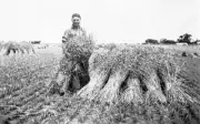 Man with stooks in a paddock Mallee Victoria ca 1935 OLD PHOTO
