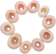 ERINGOGO 10Pcs Natural Sea Shell Planter Unique Home Decor for Air Plants Boho Style Craft Accessories for Tabletop Beach Themed Decorations