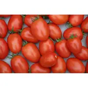 TOMATO 'Roma' seeds