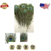 50 Pcs Peacock Feathers 25-30" – Exceptional Decor Pieces for Home & Events